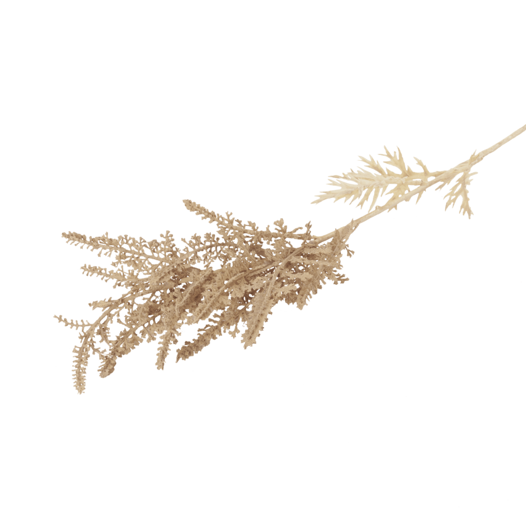 Astilbe Bleached | The Garden Society